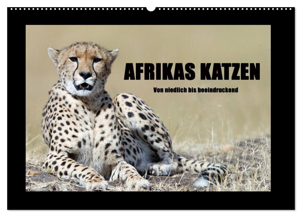 Cover: 9783435764013 | Afrikas Katzen (Wandkalender 2025 DIN A2 quer), CALVENDO...