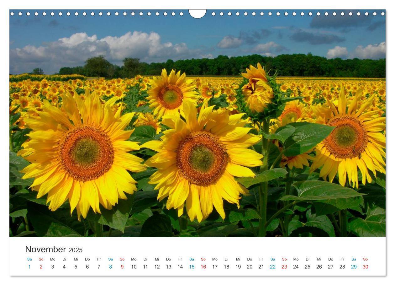 Bild: 9783435788019 | Sonnenblumen 2025 (Wandkalender 2025 DIN A3 quer), CALVENDO...