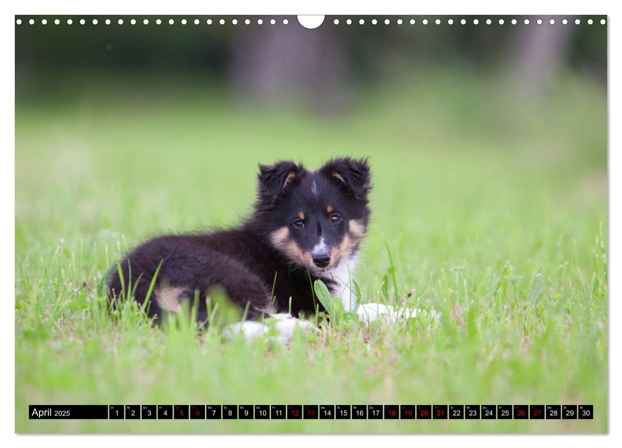 Bild: 9783435409686 | Shetland Sheepdogs - Kleine Charmeure (Wandkalender 2025 DIN A3...