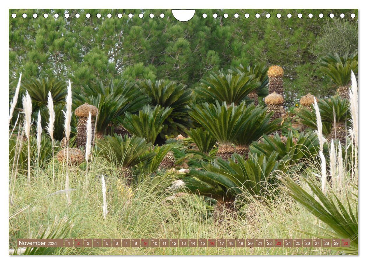 Bild: 9783435337064 | BOTANICACTUS Mallorcas Kakteengarten (Wandkalender 2025 DIN A4...