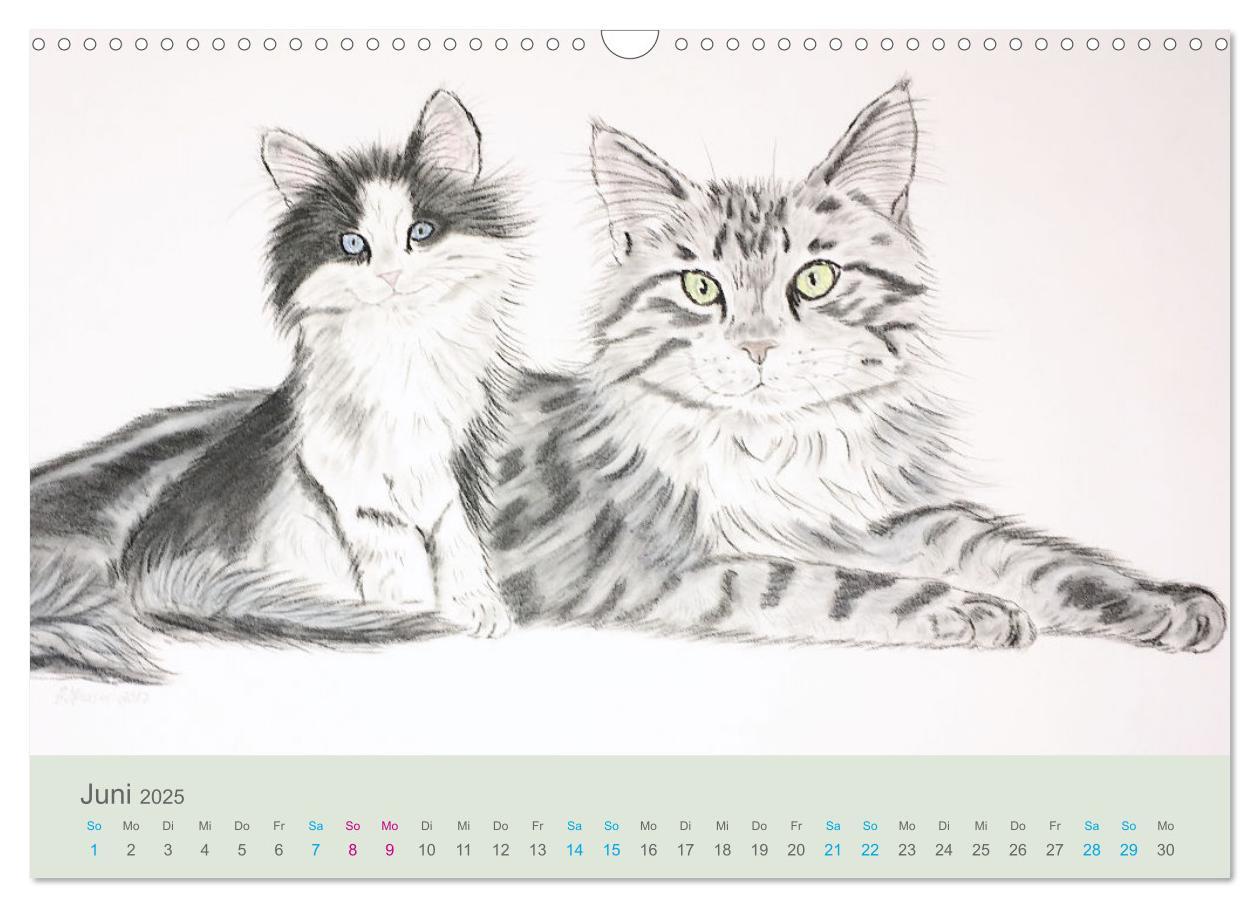 Bild: 9783435097487 | KATZEN PortraiTierART (Wandkalender 2025 DIN A3 quer), CALVENDO...