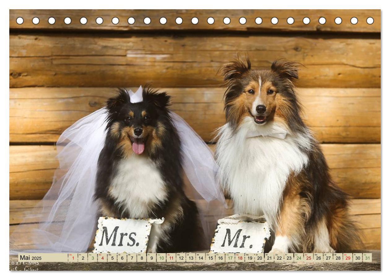 Bild: 9783435422678 | SHELTIES Liebe auf 4 Pfoten (Tischkalender 2025 DIN A5 quer),...