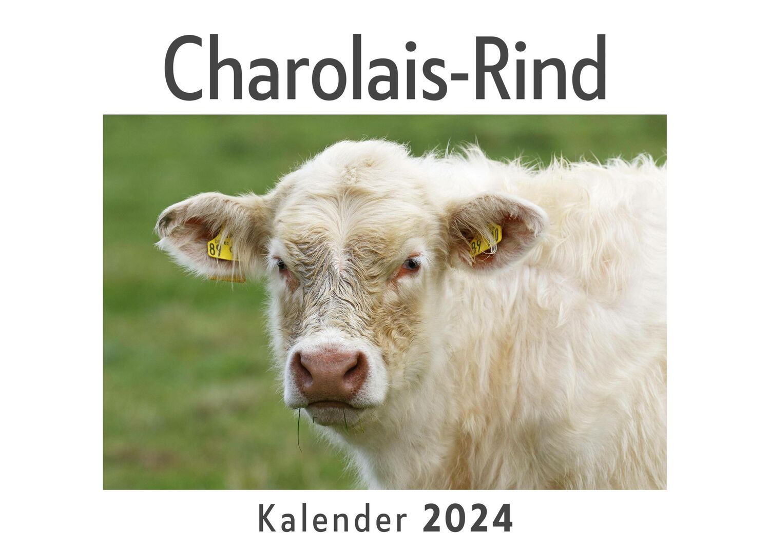 Cover: 9783750555518 | Charolais-Rind (Wandkalender 2024, Kalender DIN A4 quer,...