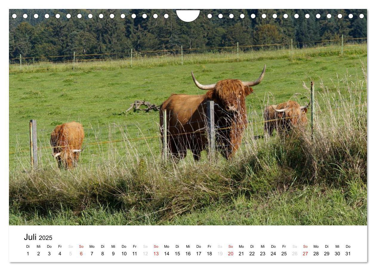 Bild: 9783435663682 | Bauernhoftiere (Wandkalender 2025 DIN A4 quer), CALVENDO...