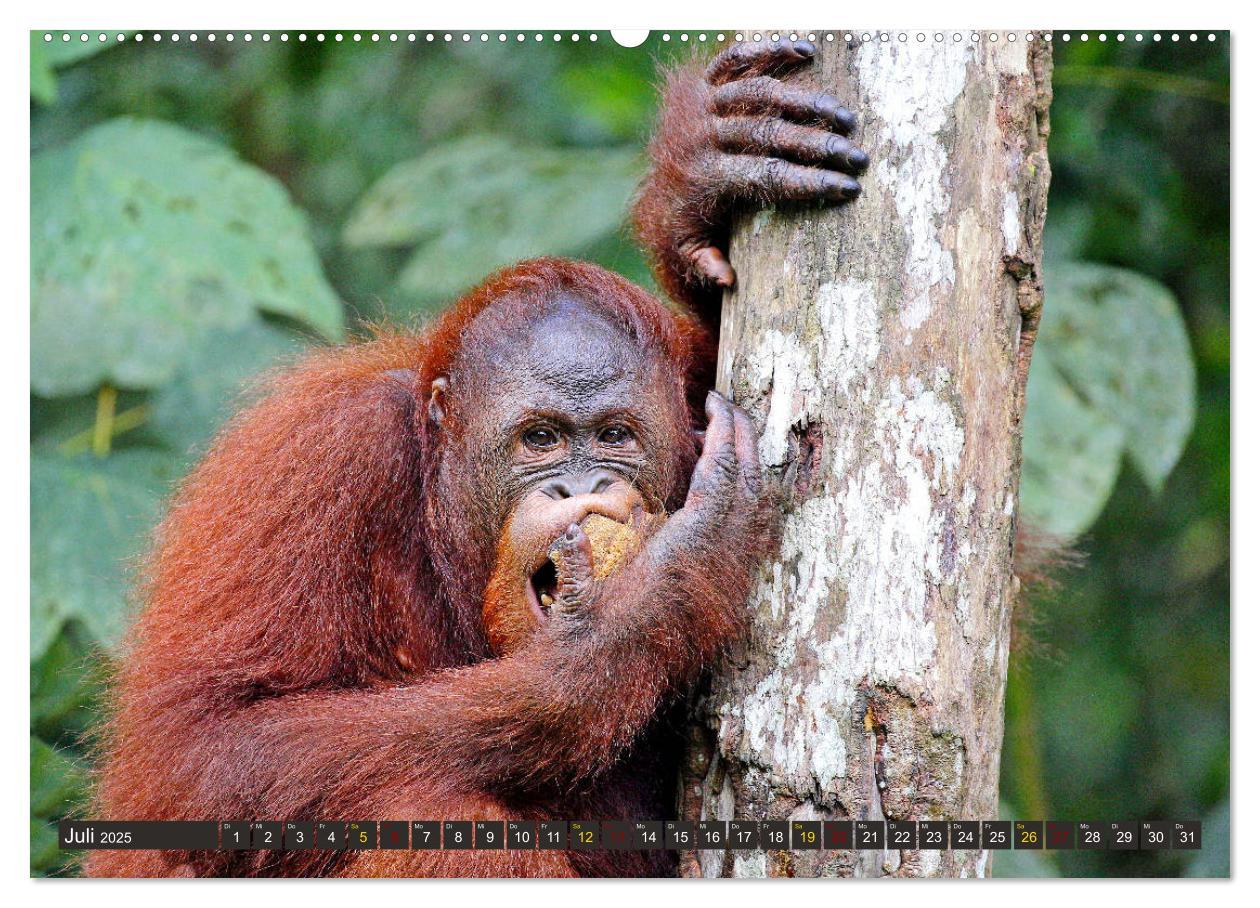 Bild: 9783435360383 | Waldmenschen - Orang Utans auf Borneo (Wandkalender 2025 DIN A2...