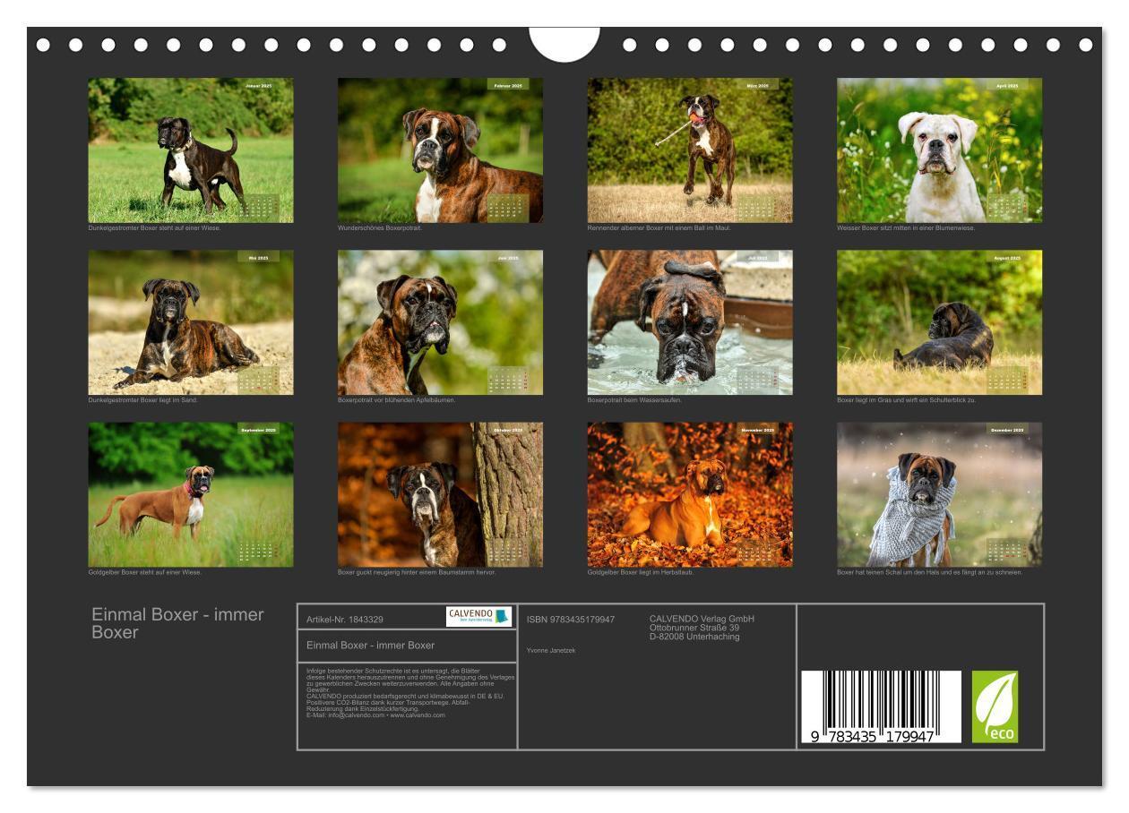 Bild: 9783435179947 | Einmal Boxer - immer Boxer (Wandkalender 2025 DIN A4 quer),...