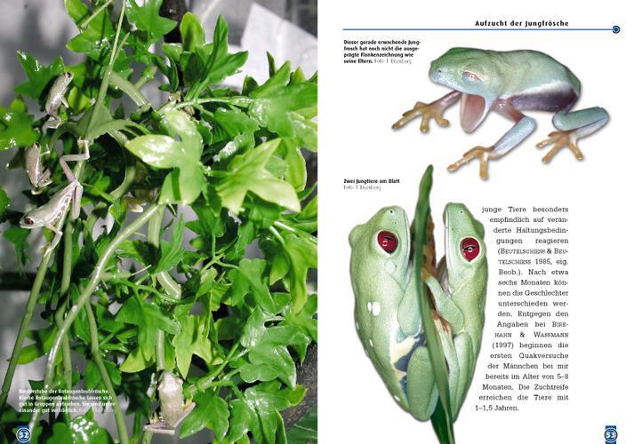 Bild: 9783937285405 | Der Rotaugenlaubfrosch | Agalychnis callidryas | Tobias Eisenberg