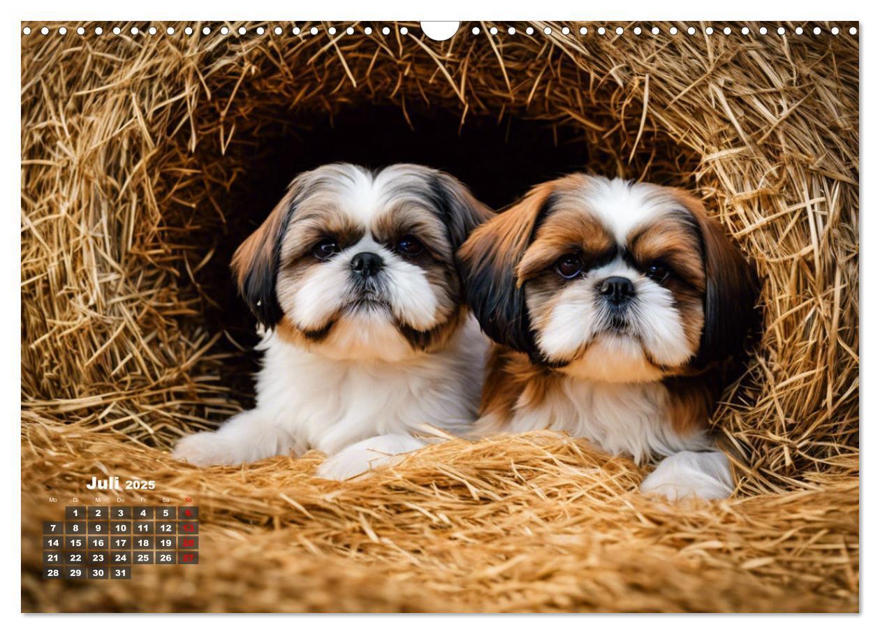 Bild: 9783435646555 | Shih Tzu - der wuschelige Hund aus Tibet (Wandkalender 2025 DIN A3...