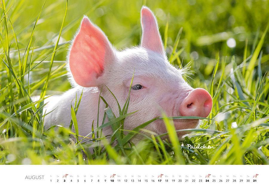 Bild: 9783966648349 | Tierkinder auf dem Bauernhof Kalender 2025 | J. -L. Klein (u. a.)