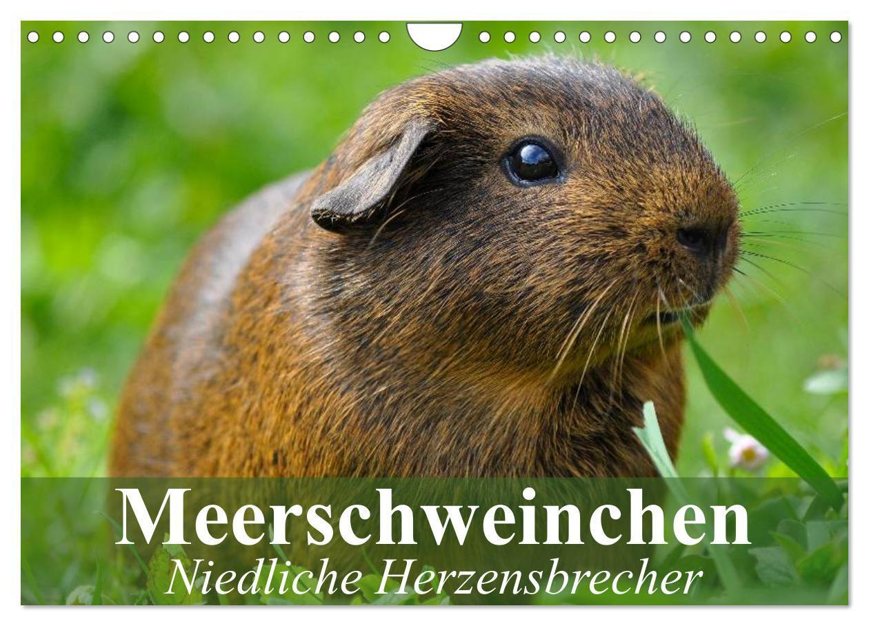 Cover: 9783435719686 | Meerschweinchen Niedliche Herzensbrecher (Wandkalender 2025 DIN A4...