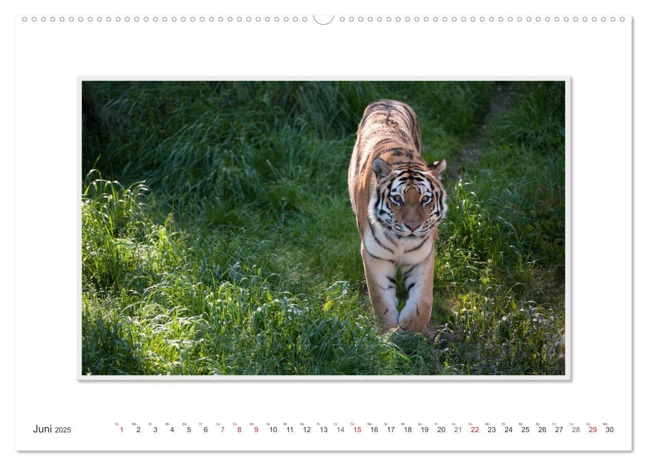 Bild: 9783435751778 | Emotionale Momente: Tiger - Kraft &amp; Schönheit. (hochwertiger...