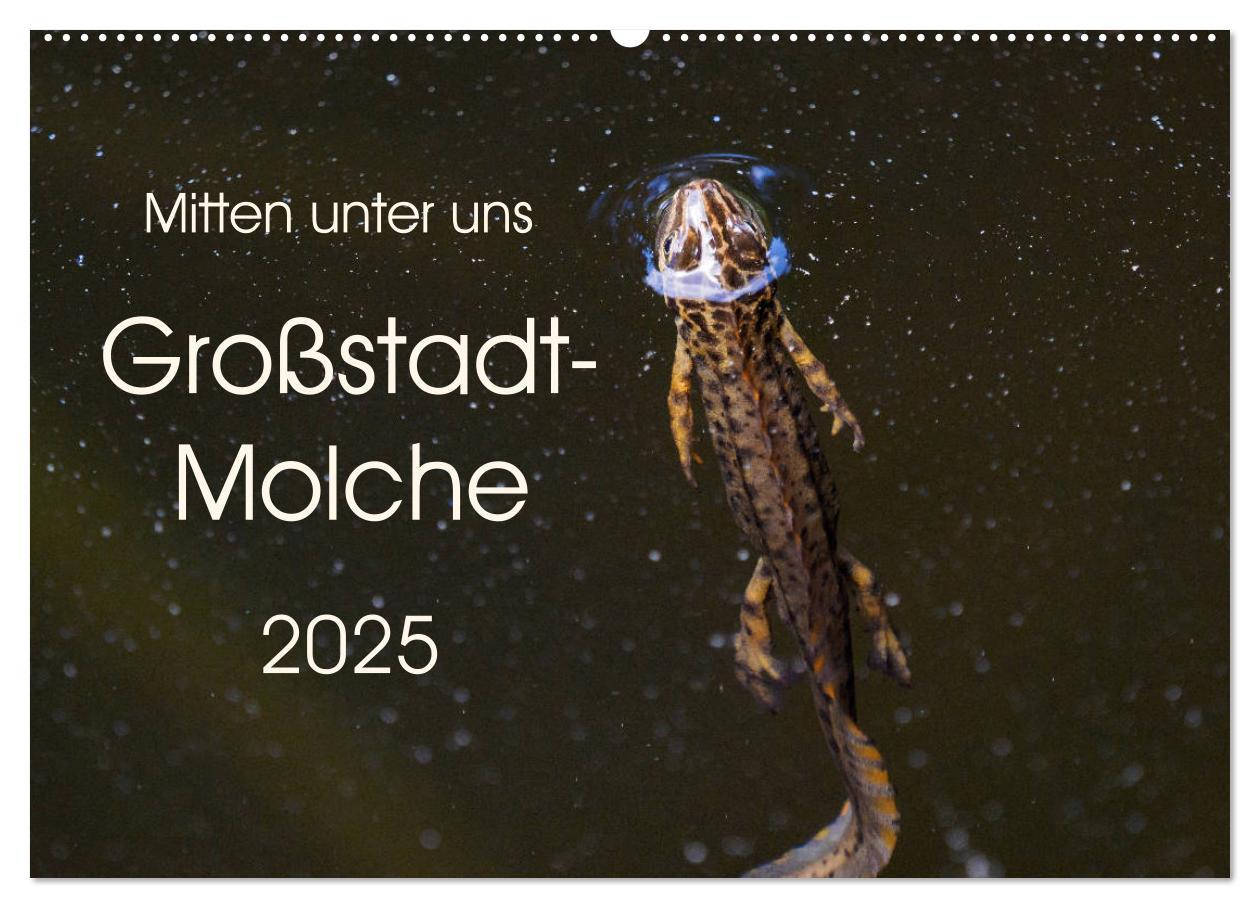 Cover: 9783435397532 | Mitten unter uns - Großstadt-Molche (Wandkalender 2025 DIN A2...