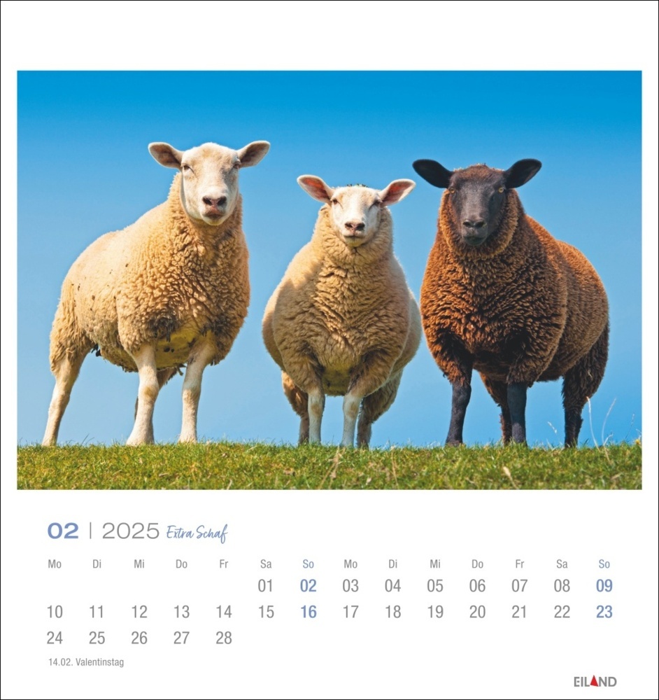 Bild: 9783964023254 | Extra Schaf Postkartenkalender 2025 | Kalender | Spiralbindung | 13 S.