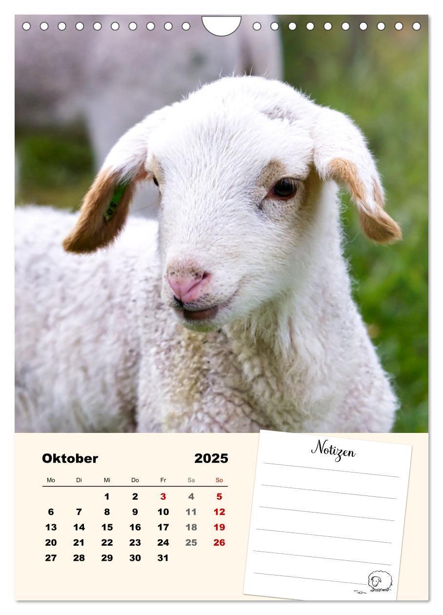 Bild: 9783435844517 | Lämmerglück (Wandkalender 2025 DIN A4 hoch), CALVENDO Monatskalender