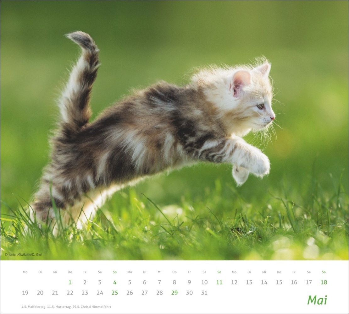 Bild: 9783756406852 | Katzen Bildkalender 2025 | Kalender | Spiralbindung | 14 S. | Deutsch