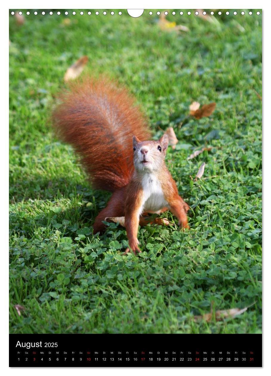 Bild: 9783457081020 | Eichhörnchen (Wandkalender 2025 DIN A3 hoch), CALVENDO Monatskalender