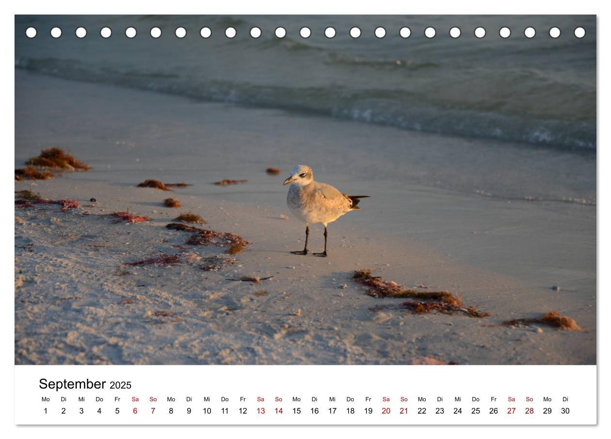 Bild: 9783435374564 | Möwen am Meer (Tischkalender 2025 DIN A5 quer), CALVENDO...