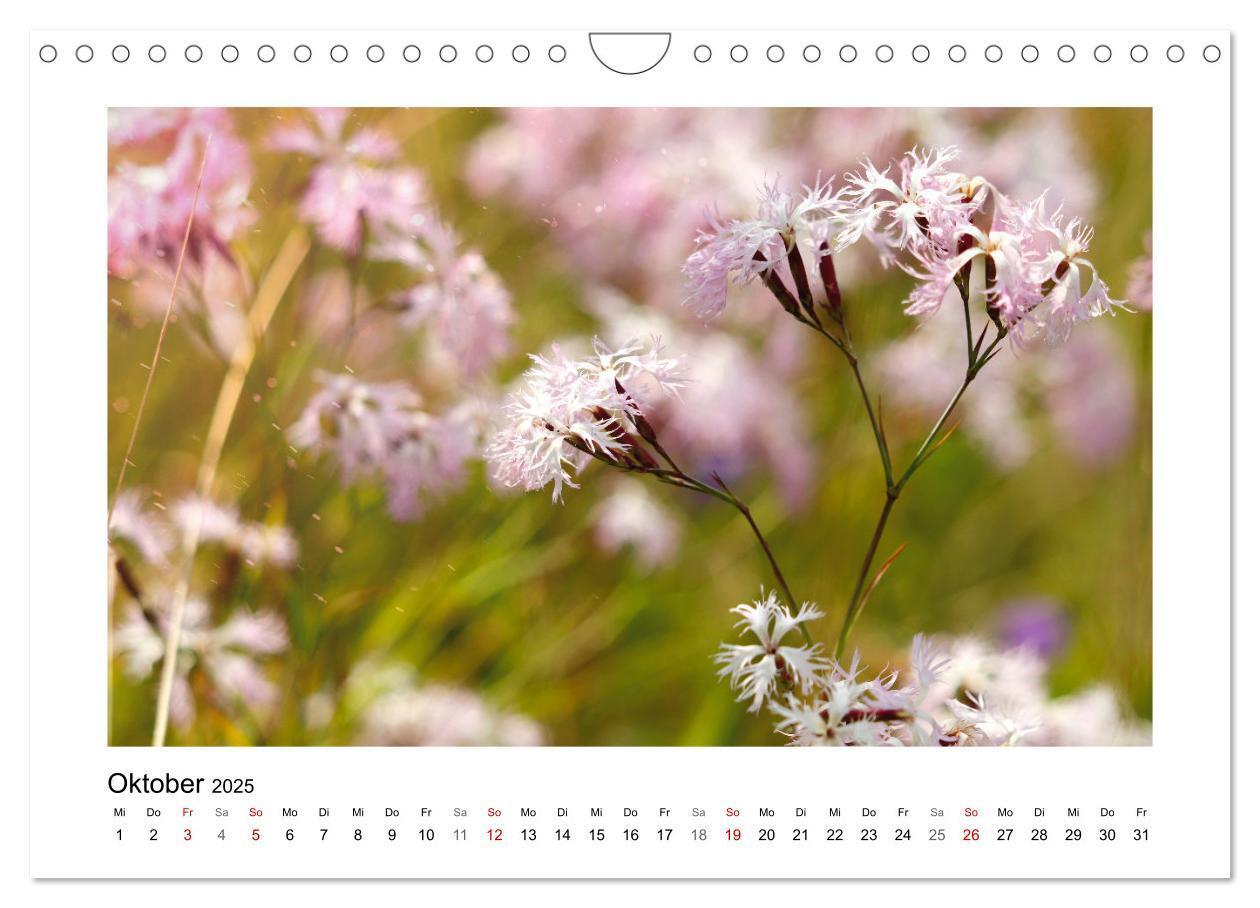 Bild: 9783435078158 | Mein Sehnsuchtsort, die Blumenwiese (Wandkalender 2025 DIN A4...