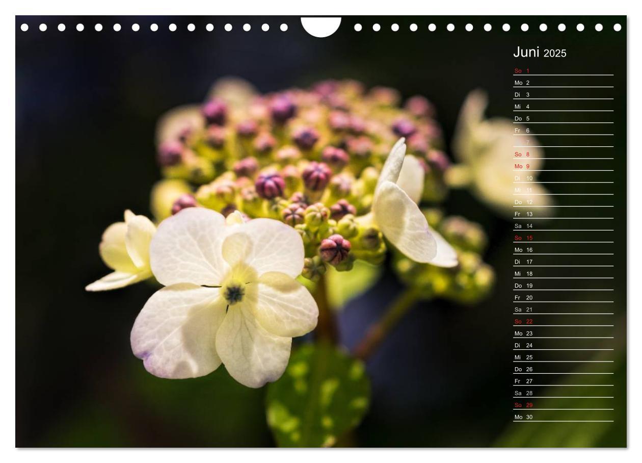 Bild: 9783435507412 | Die Hortensie und ihre vielen Gesichter (Wandkalender 2025 DIN A4...