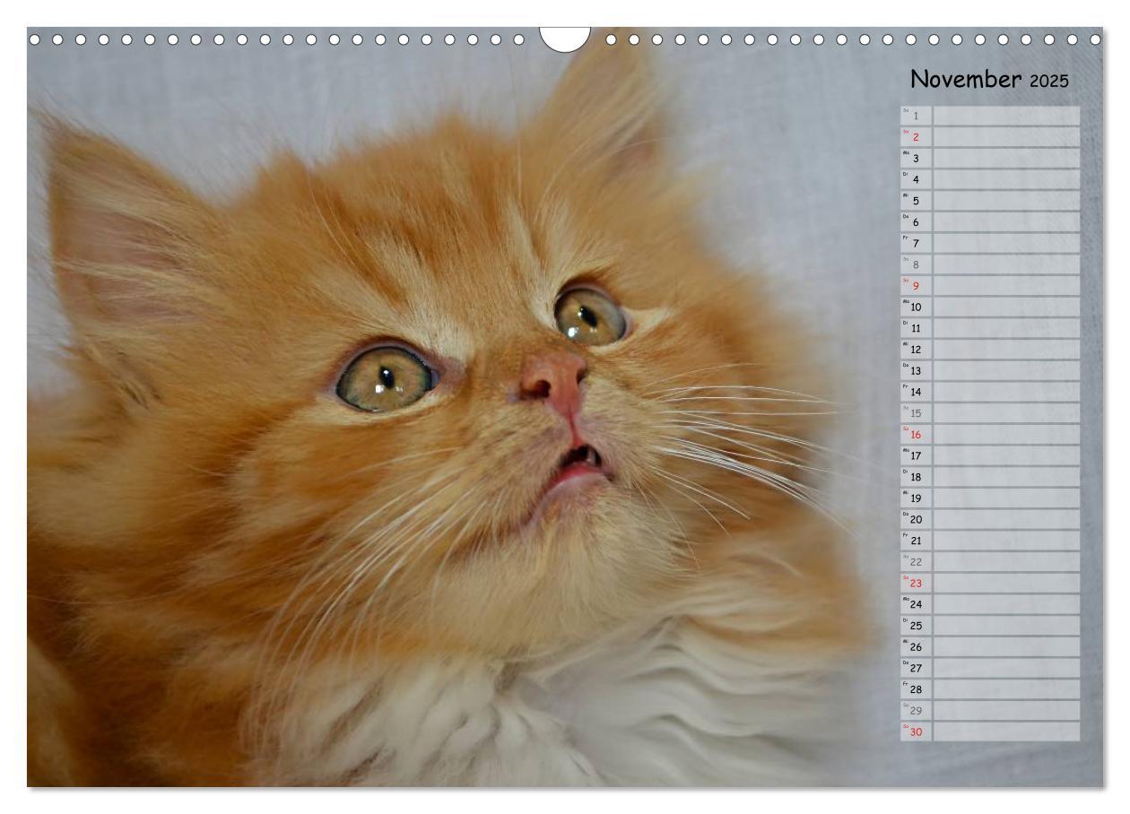 Bild: 9783435733859 | Katzen im Porträt / Geburtstagskalender (Wandkalender 2025 DIN A3...