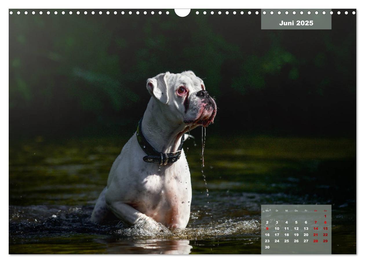 Bild: 9783435110667 | Boxer Frech und fröhlich durch das Jahr (Wandkalender 2025 DIN A3...