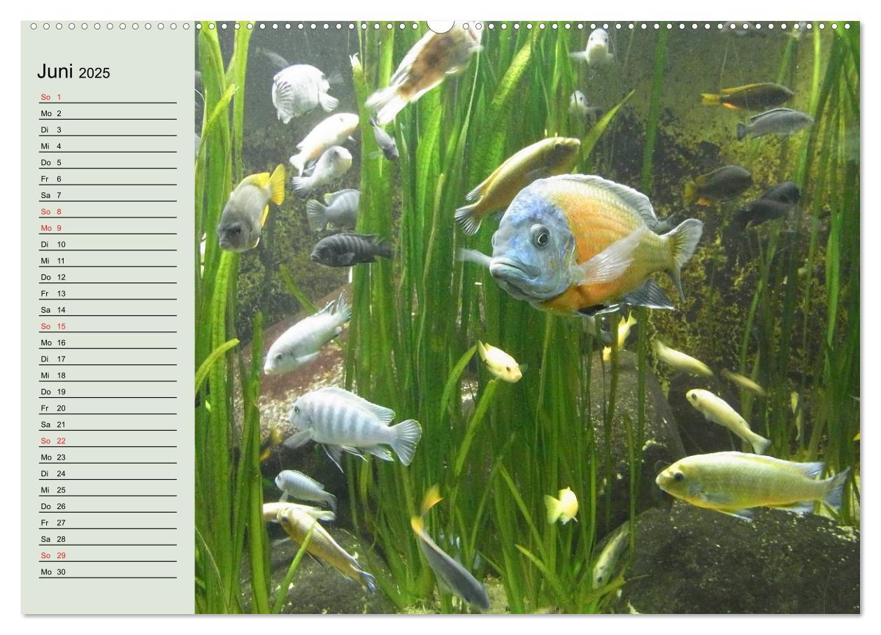 Bild: 9783435523078 | Knallbunte Wasserwelt. Die Welt der Fische (Wandkalender 2025 DIN...