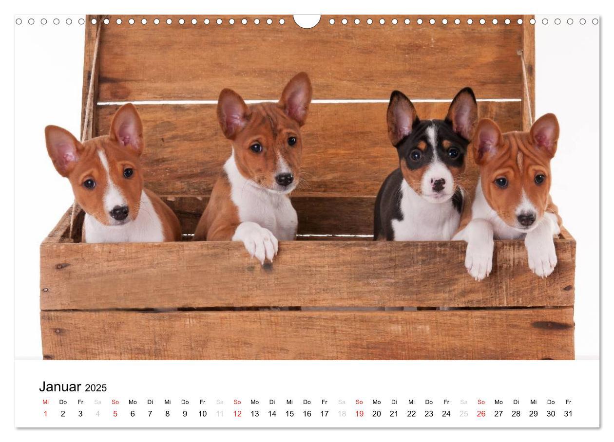 Bild: 9783435464982 | Allerliebste Basenji Welpen 2025 (Wandkalender 2025 DIN A3 quer),...