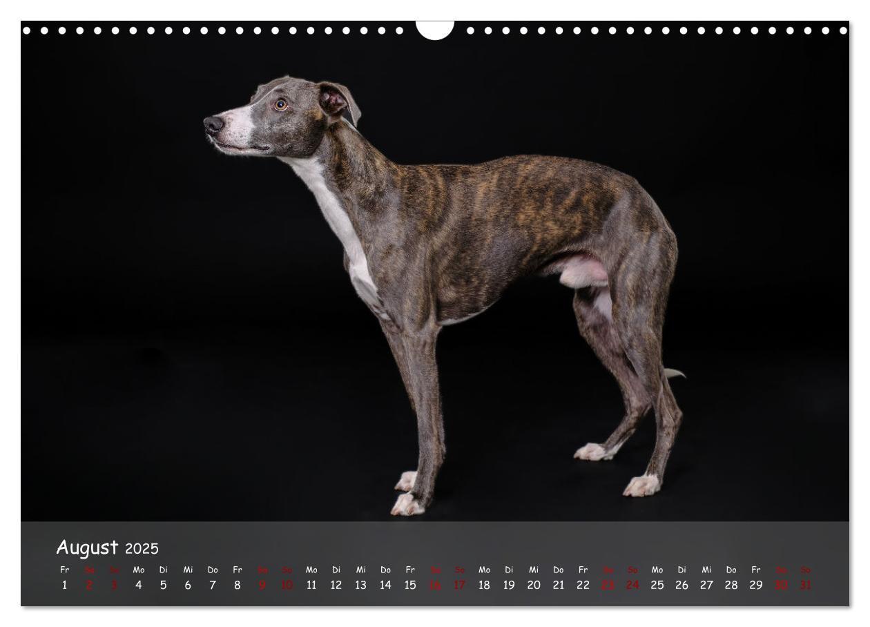 Bild: 9783383889783 | Whippets - Seelenhunde fürs Leben (Wandkalender 2025 DIN A3 quer),...