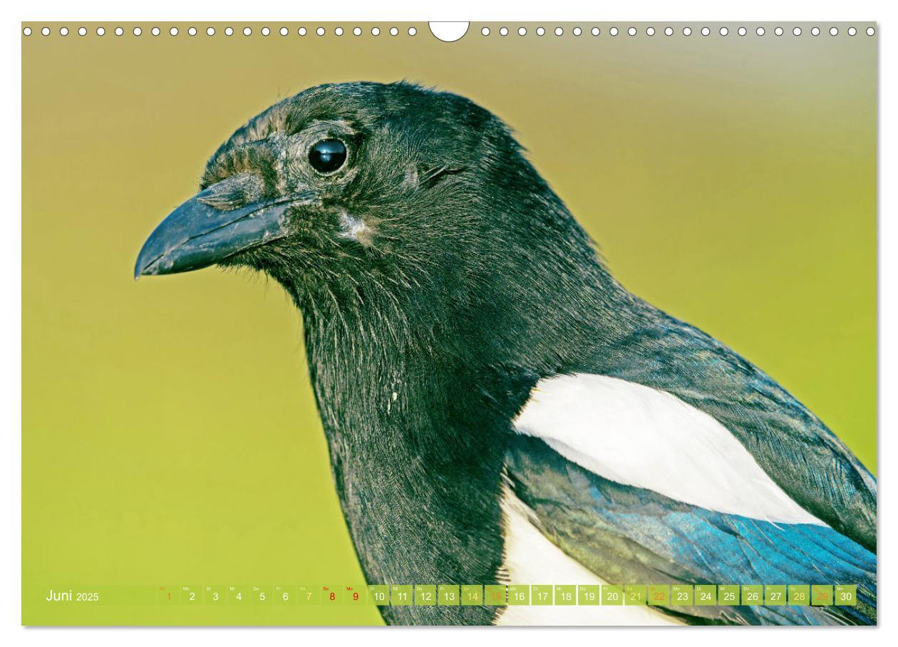 Bild: 9783383776632 | Rabenvögel: Schwarz, schlau, schön (Wandkalender 2025 DIN A3 quer),...