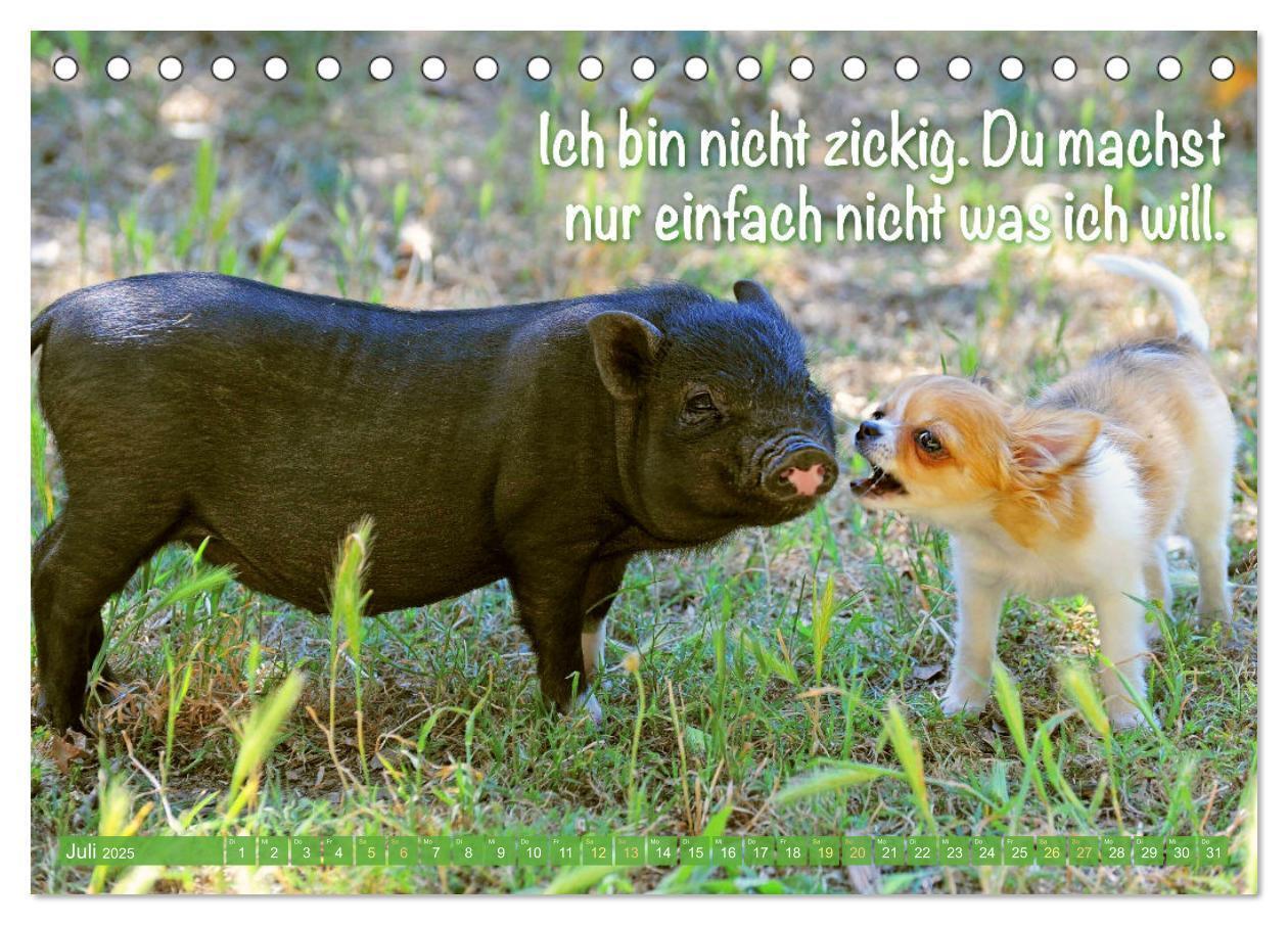 Bild: 9783457199879 | Chihuahua: Kleine Hunde, aber oho (Tischkalender 2025 DIN A5 quer),...