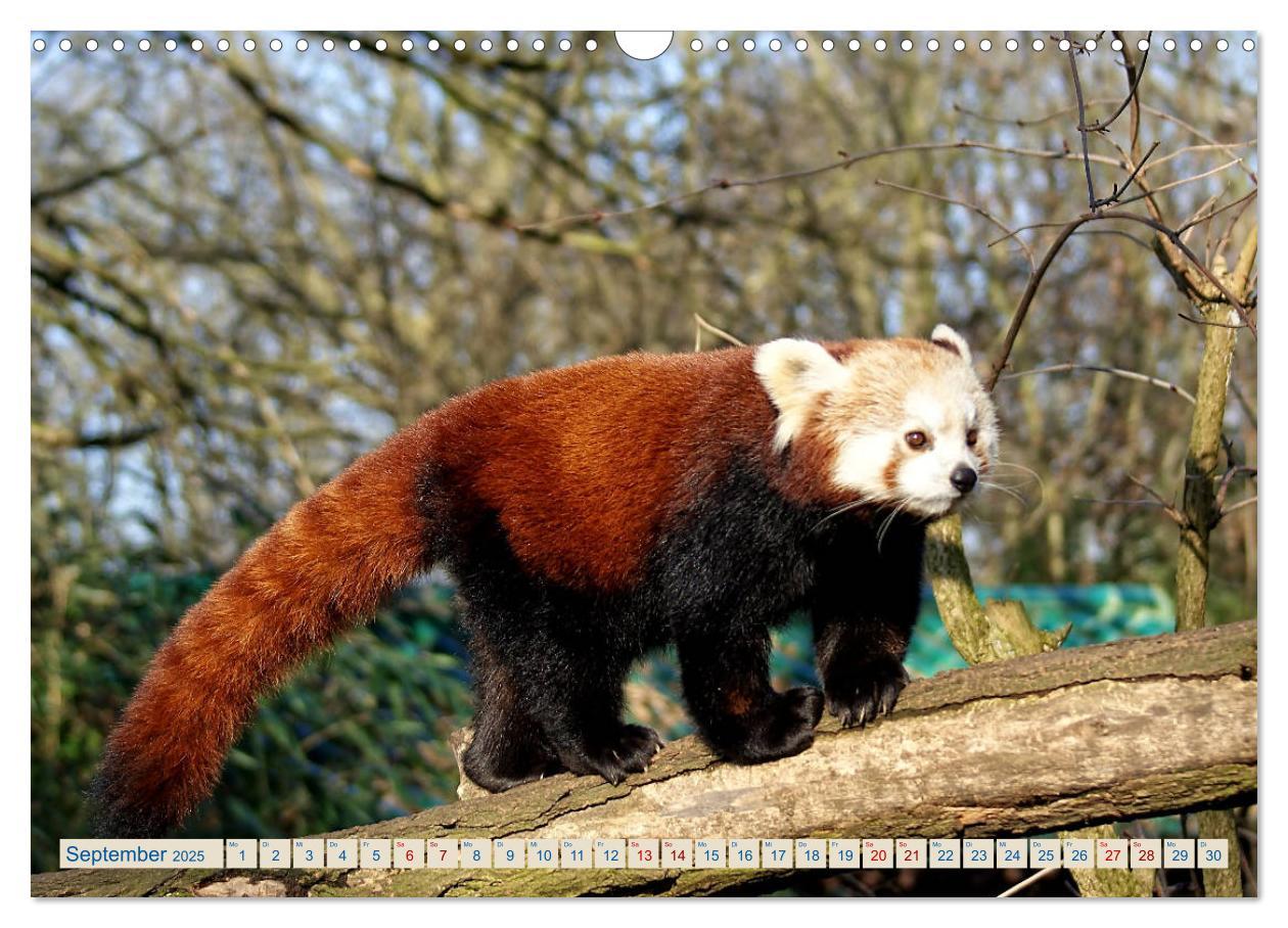 Bild: 9783435357192 | Kleiner Panda auf Entdeckungstour (Wandkalender 2025 DIN A3 quer),...