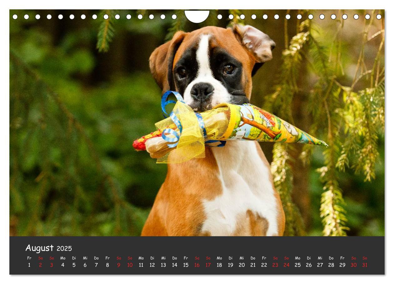 Bild: 9783435731534 | Wenn ich groß bin werd' ich Boxer (Wandkalender 2025 DIN A4 quer),...