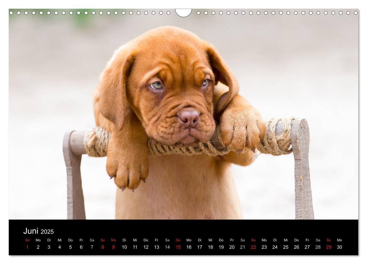 Bild: 9783435519101 | Bordeauxdoggen Welpen (Wandkalender 2025 DIN A3 quer), CALVENDO...