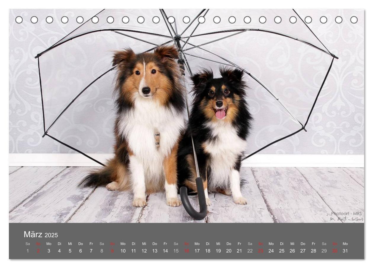 Bild: 9783435709786 | Shelties : Charmeure auf 4 Pfoten (Tischkalender 2025 DIN A5 quer),...