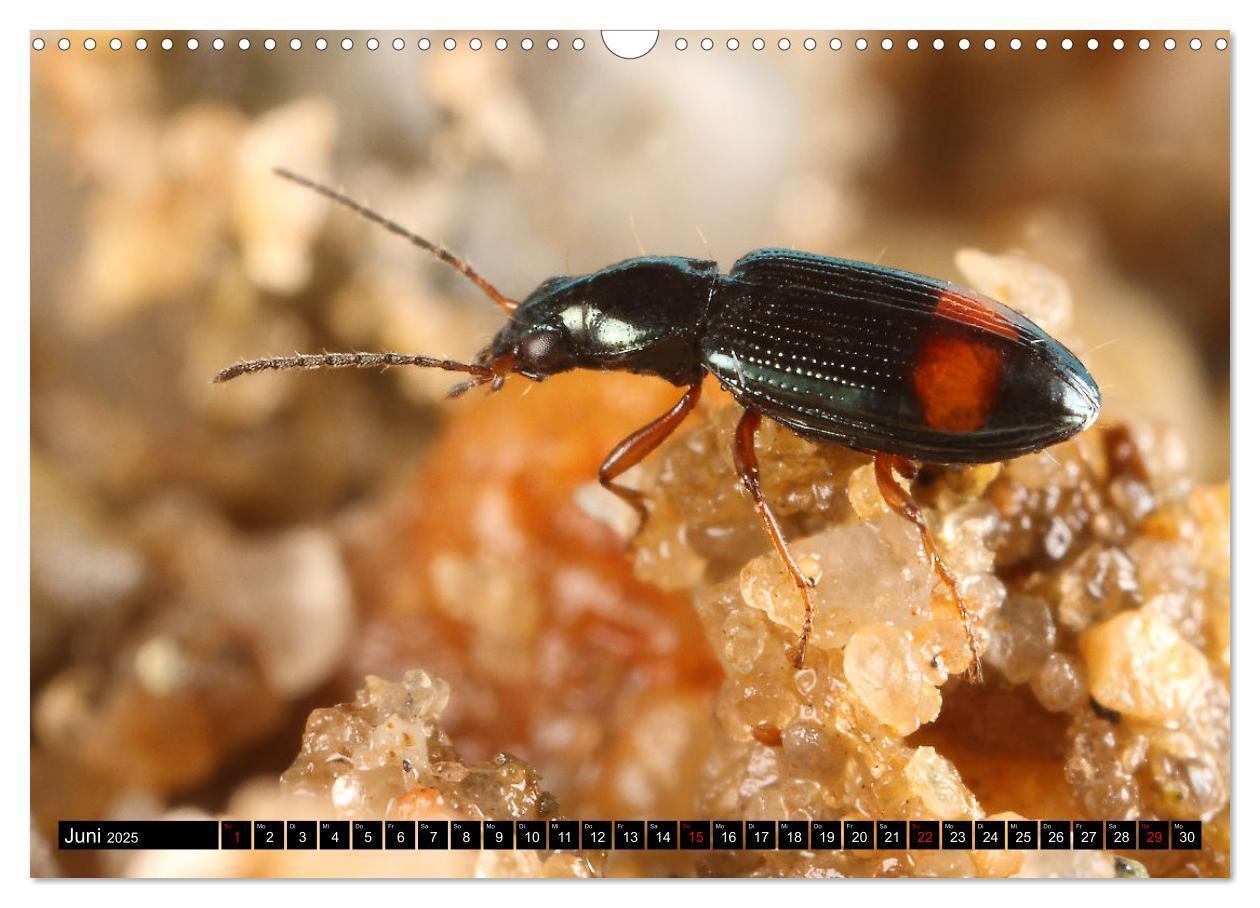 Bild: 9783435076949 | LAUFKÄFER - CARABIDAE (Wandkalender 2025 DIN A3 quer), CALVENDO...