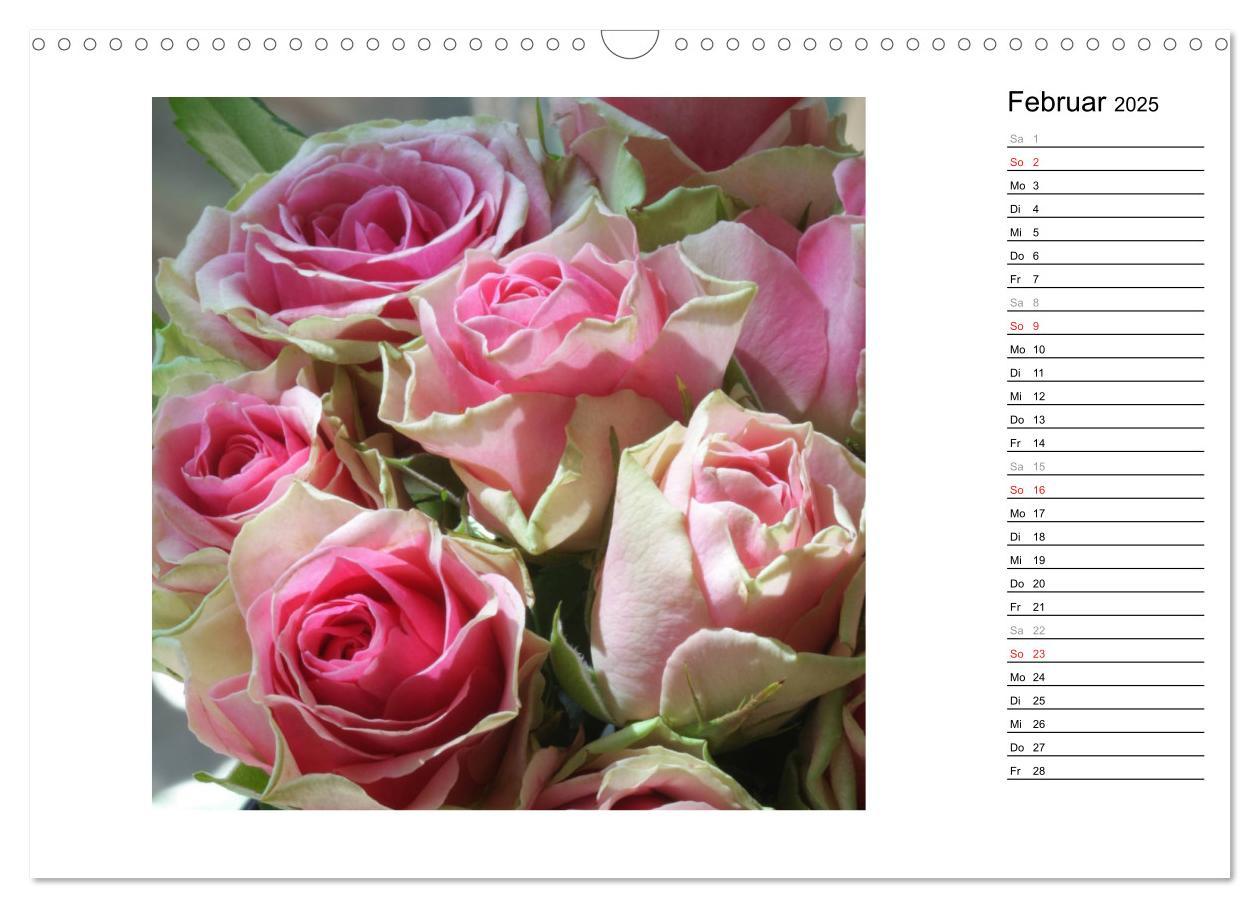 Bild: 9783435467761 | Die vielen Gesichter der Rosen (Wandkalender 2025 DIN A3 quer),...