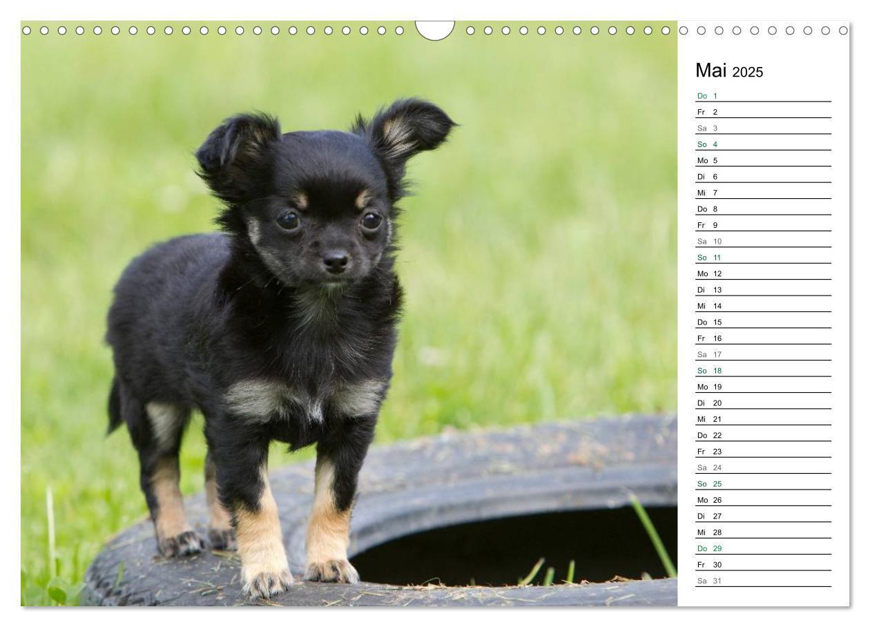 Bild: 9783435556786 | Chihuahuas - kleine Herzensbrecher (Wandkalender 2025 DIN A3 quer),...