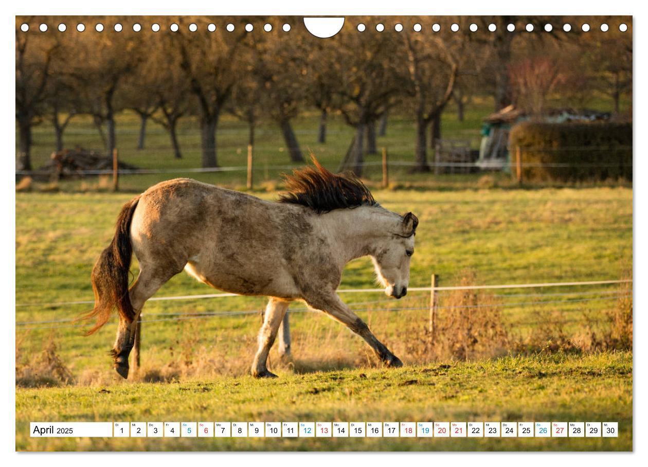 Bild: 9783435172542 | Durch das Jahr mit dem Connemara Pony Holly (Wandkalender 2025 DIN...