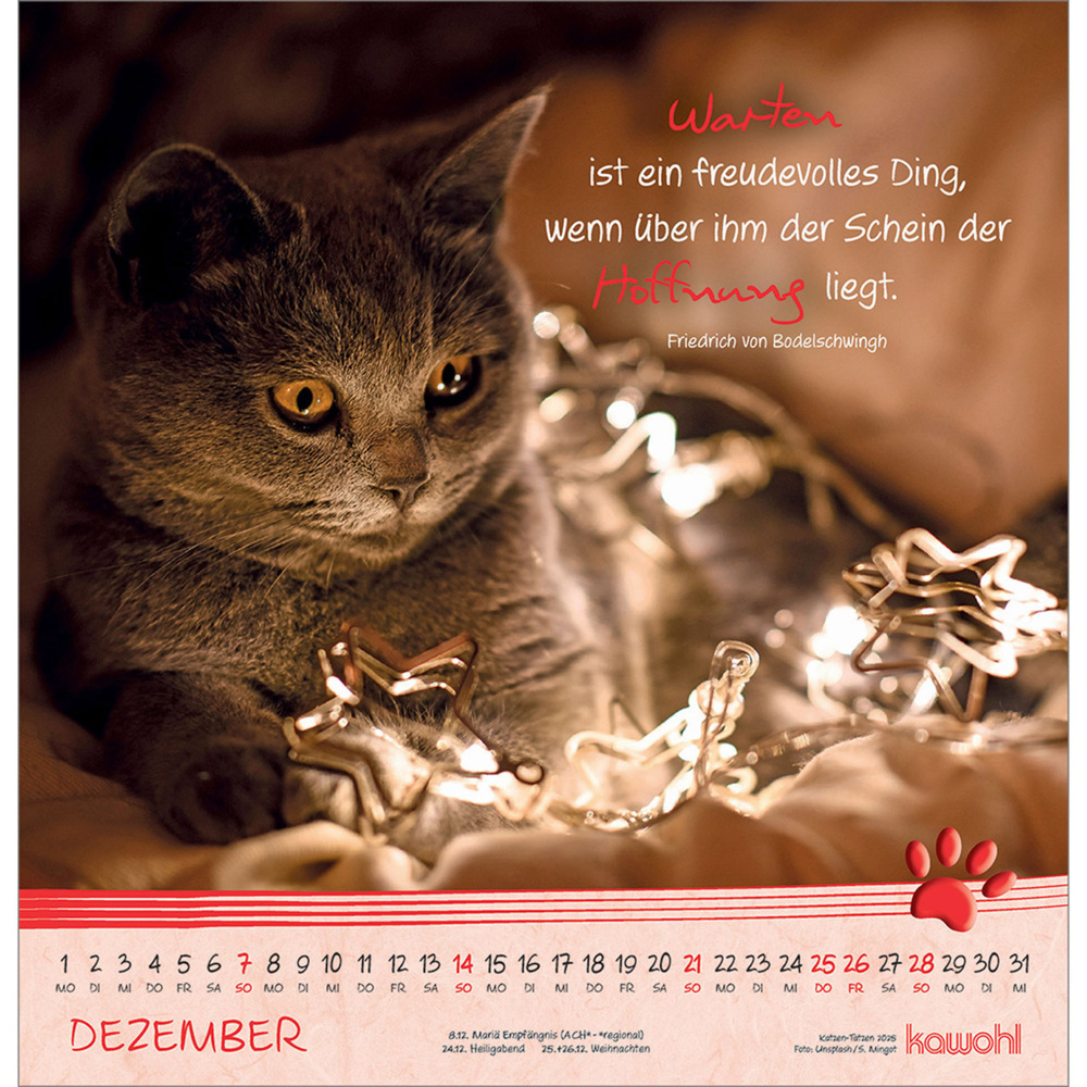 Bild: 9783754829851 | Kleine Katzen-Tatzen 2025 | Kalender | Spiralbindung. Spiralbindung