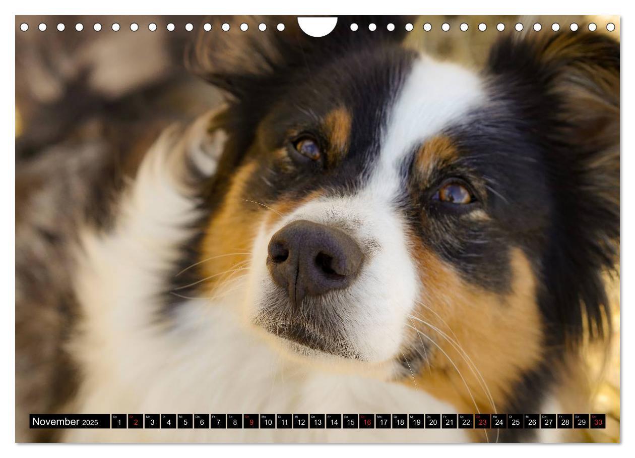 Bild: 9783435553624 | Australian Shepherd - Lebensfreude auf vier Pfoten (Wandkalender...