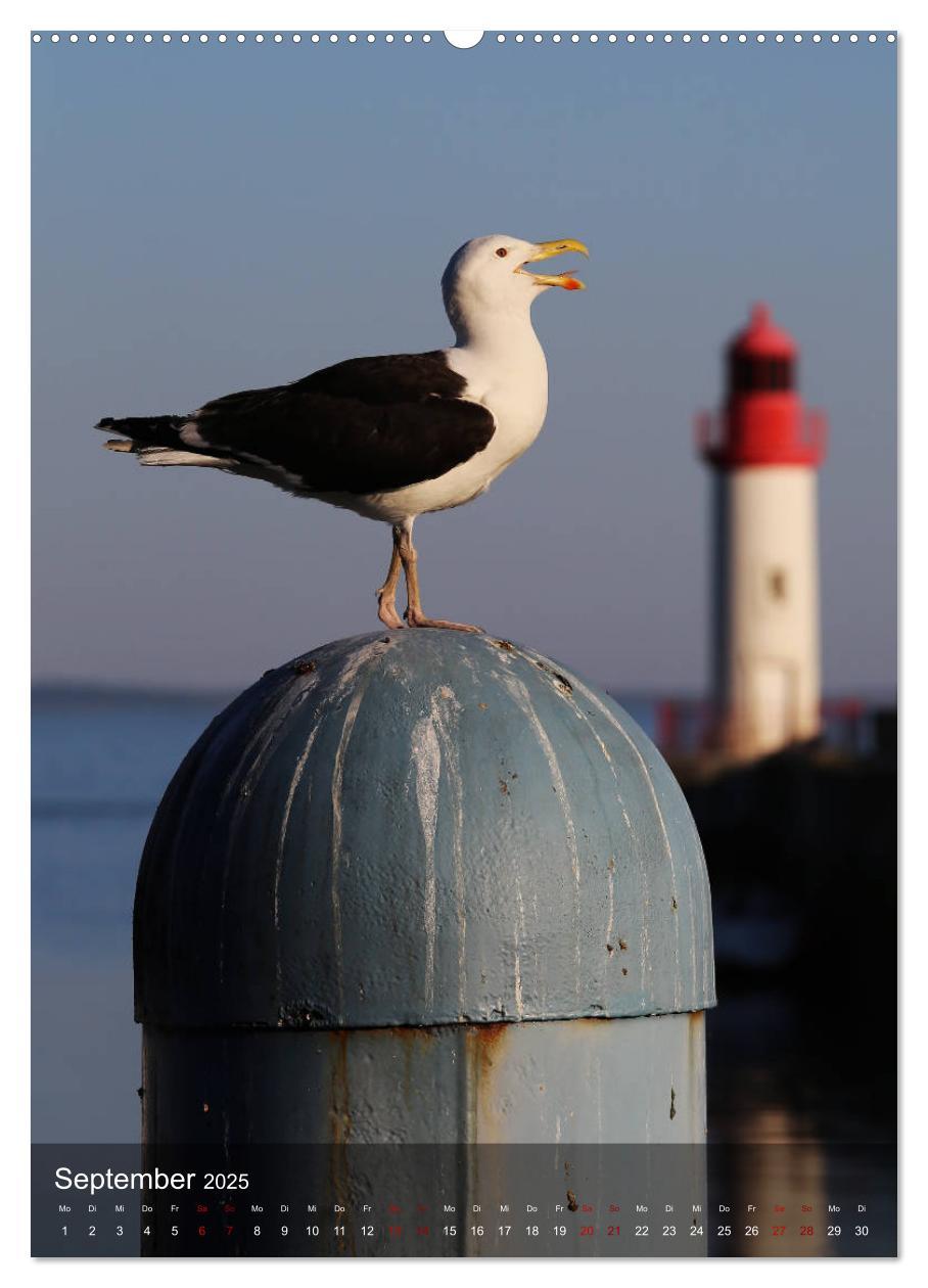 Bild: 9783435994298 | ILE D´OLERON - DIE MIMOSENINSEL (hochwertiger Premium Wandkalender...