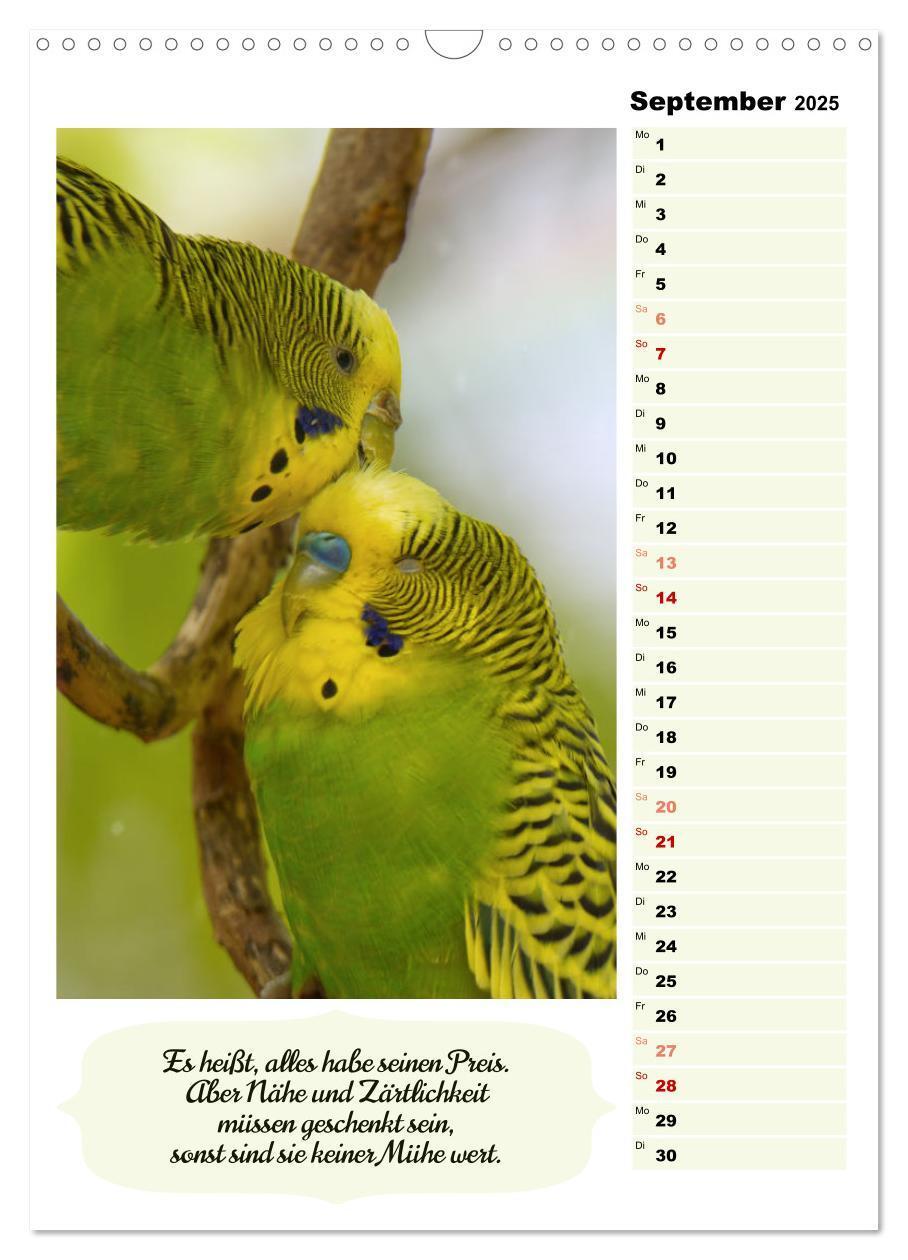 Bild: 9783435890620 | Niedliche Wellensittiche (Wandkalender 2025 DIN A3 hoch), CALVENDO...