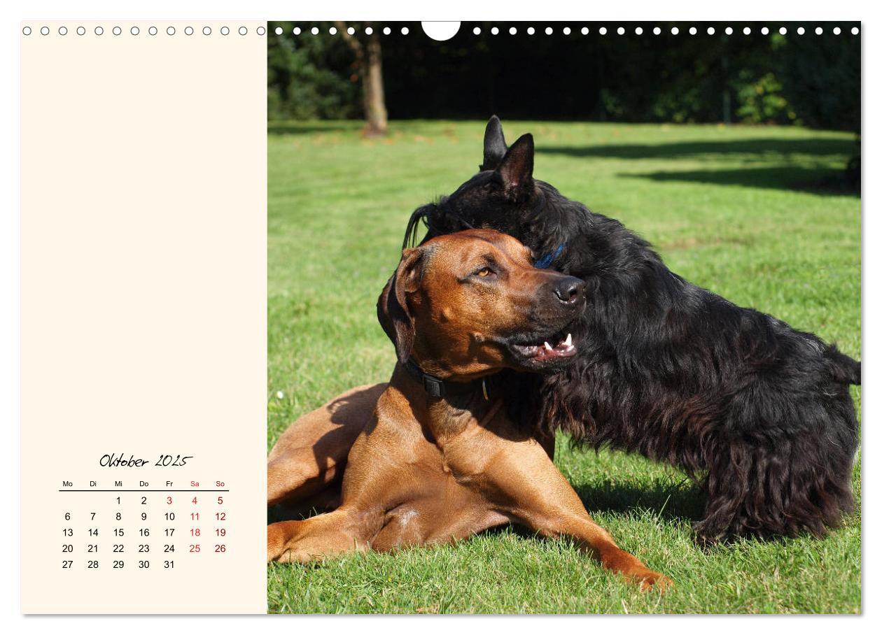 Bild: 9783435341672 | Scottish Terrier - Charmantes Rauhbein (Wandkalender 2025 DIN A3...