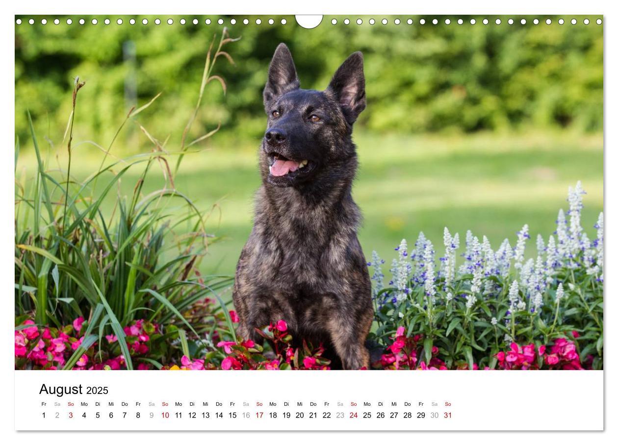 Bild: 9783435588275 | ausdrucksvolle Holländische Schäferhunde (Wandkalender 2025 DIN A3...