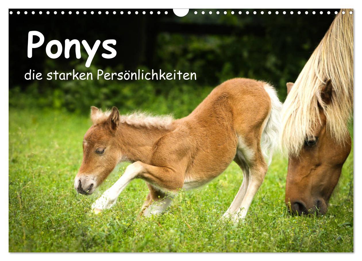 Cover: 9783435367023 | Ponys, die starken Persönlichkeiten (Wandkalender 2025 DIN A3...