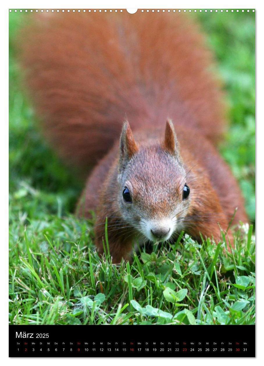 Bild: 9783457080528 | Eichhörnchen (Wandkalender 2025 DIN A2 hoch), CALVENDO Monatskalender