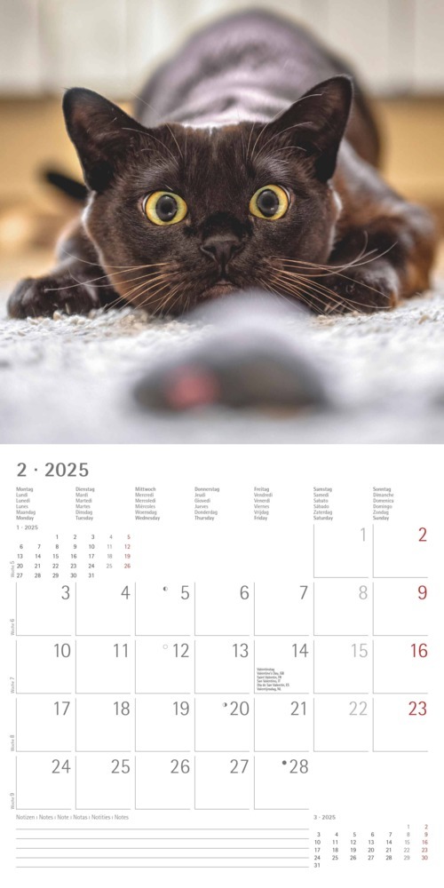 Bild: 4251732340827 | Alpha Edition - Funny Cats 2025 Broschürenkalender, 30x30cm,...