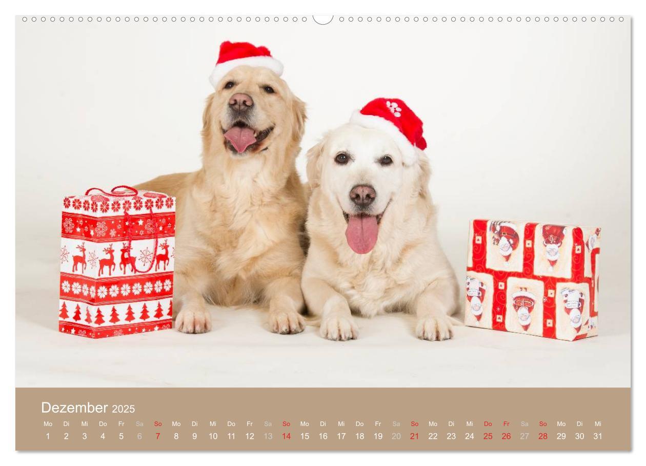 Bild: 9783435743551 | Golden Retriever (Wandkalender 2025 DIN A2 quer), CALVENDO...