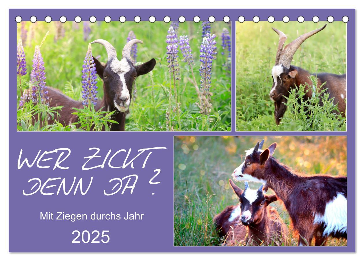 Cover: 9783435427130 | Wer zickt denn da? Mit Ziegen durchs Jahr (Tischkalender 2025 DIN...