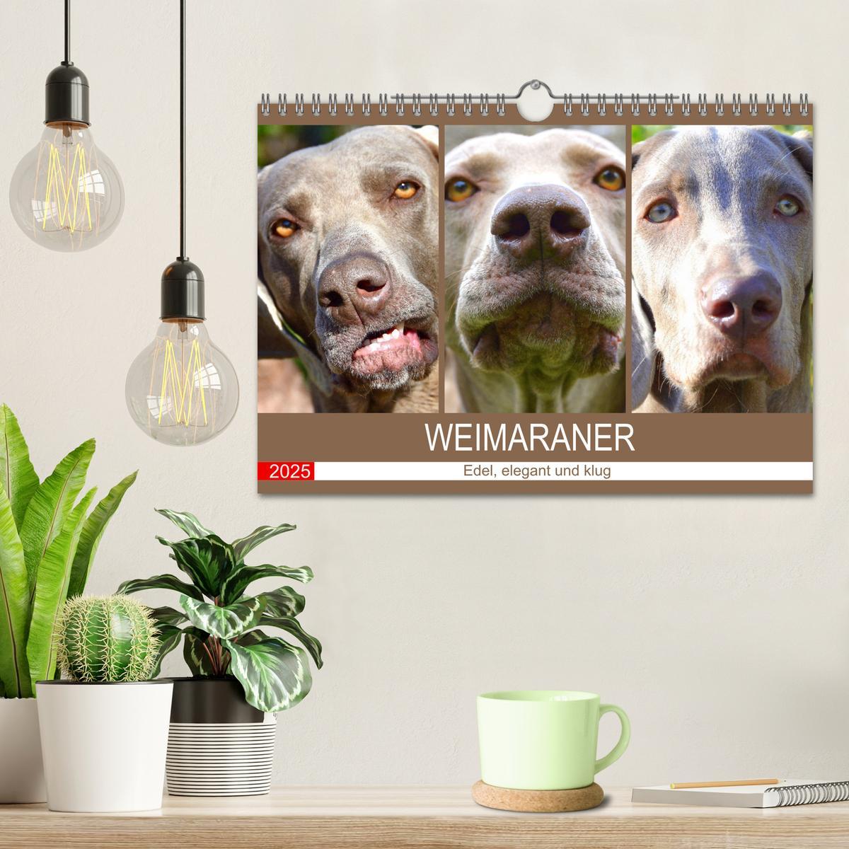 Bild: 9783435050611 | Weimaraner. Edel, elegant und klug (Wandkalender 2025 DIN A4 quer),...